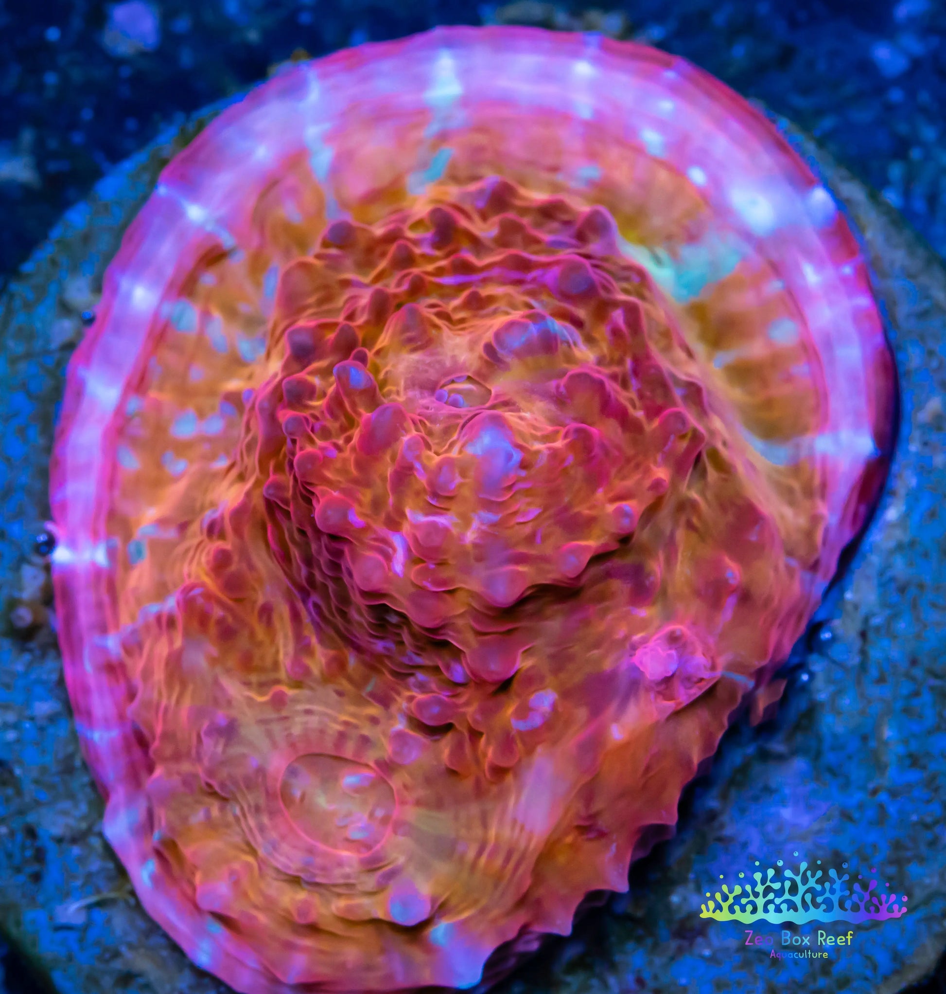 Chalice Coral- LPS Frag-  Chalice WYSIWYG Chalice Coral- LPS Frag-  Chalice WYSIWYG LPS Chalice Coral- LPS Frag-  Chalice WYSIWYG Zeo Box Reef