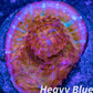 Chalice Coral- LPS Frag-  Chalice WYSIWYG Chalice Coral- LPS Frag-  Chalice WYSIWYG LPS Chalice Coral- LPS Frag-  Chalice WYSIWYG Zeo Box Reef