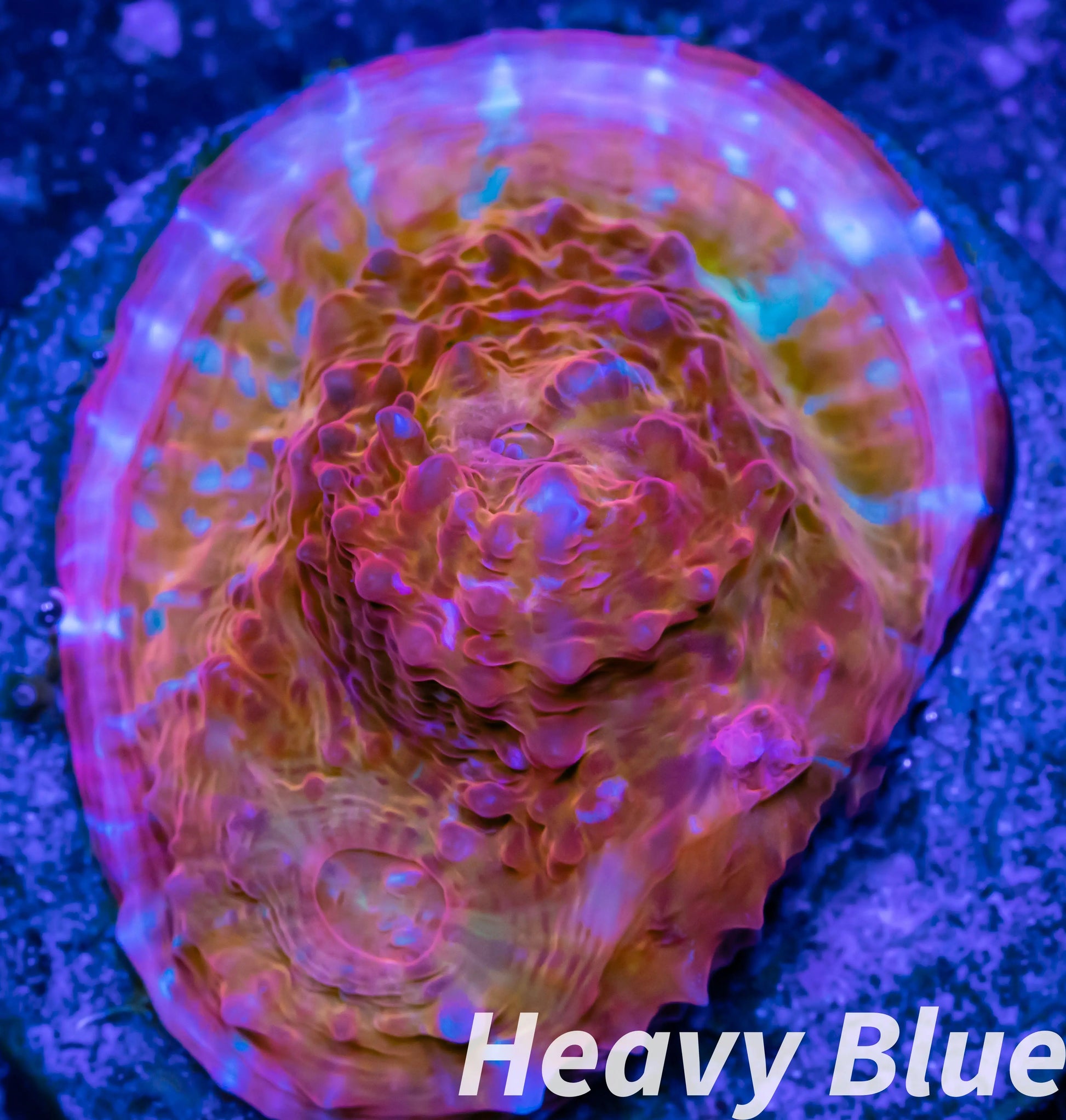 Chalice Coral- LPS Frag-  Chalice WYSIWYG Chalice Coral- LPS Frag-  Chalice WYSIWYG LPS Chalice Coral- LPS Frag-  Chalice WYSIWYG Zeo Box Reef
