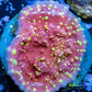 Chalice Coral- LPS Frag-  Chalice WYSIWYG Chalice Coral- LPS Frag-  Chalice WYSIWYG LPS Chalice Coral- LPS Frag-  Chalice WYSIWYG Zeo Box Reef