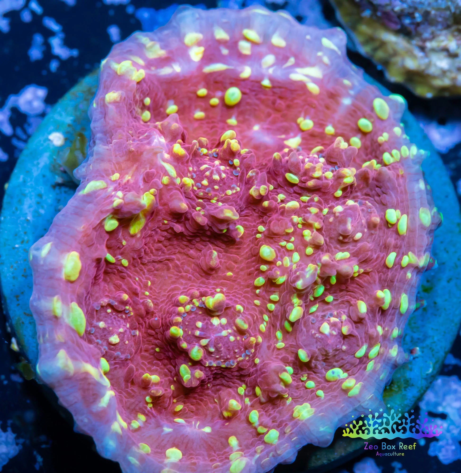 Chalice Coral- LPS Frag-  Chalice WYSIWYG Chalice Coral- LPS Frag-  Chalice WYSIWYG LPS Chalice Coral- LPS Frag-  Chalice WYSIWYG Zeo Box Reef