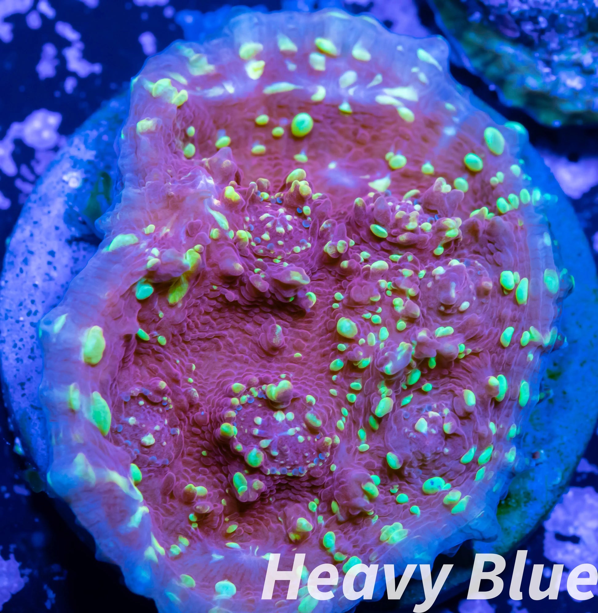 Chalice Coral- LPS Frag-  Chalice WYSIWYG Chalice Coral- LPS Frag-  Chalice WYSIWYG LPS Chalice Coral- LPS Frag-  Chalice WYSIWYG Zeo Box Reef