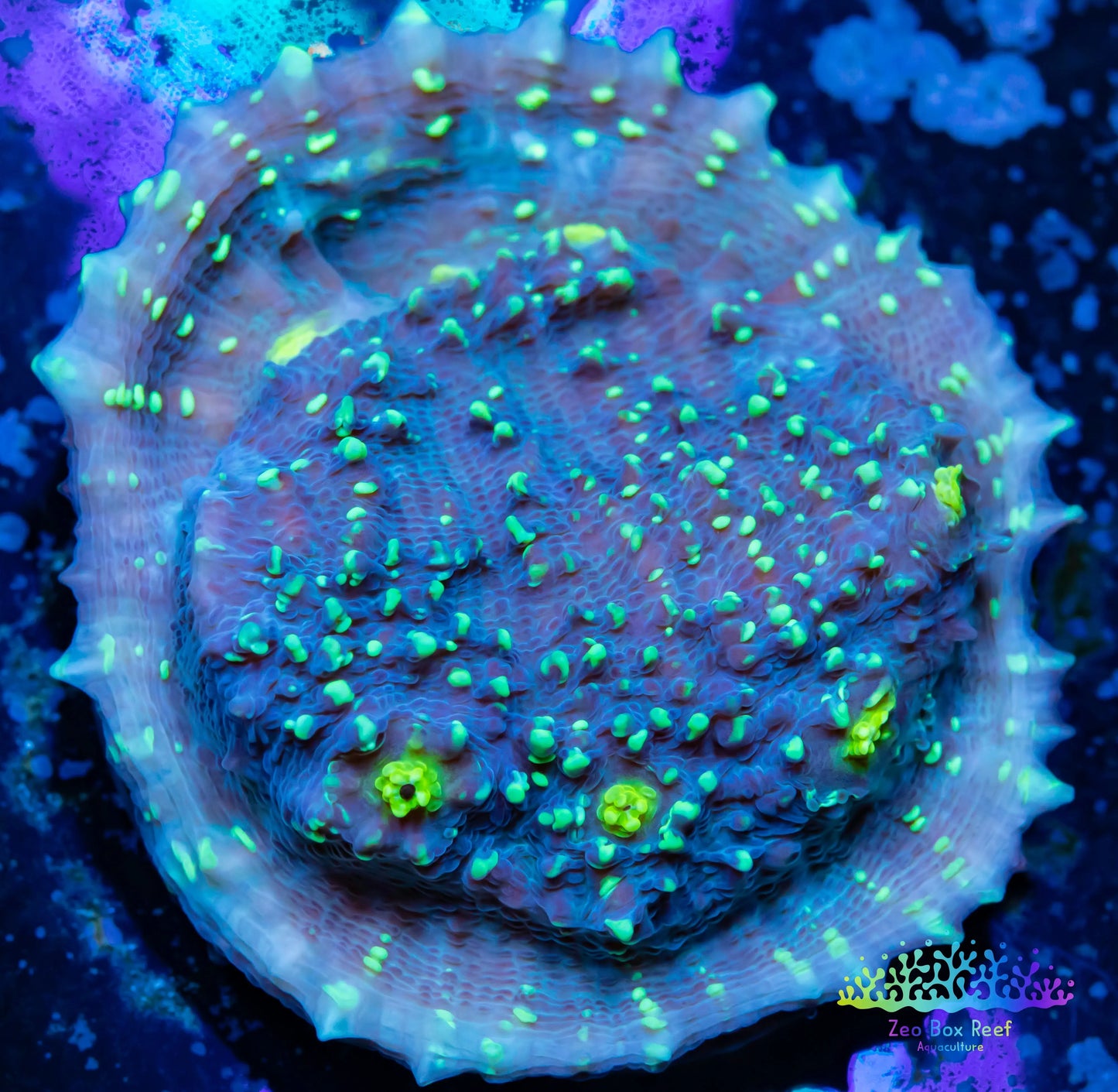 Chalice Coral- LPS Frag-  Chalice WYSIWYG Chalice Coral- LPS Frag-  Chalice WYSIWYG LPS Chalice Coral- LPS Frag-  Chalice WYSIWYG Zeo Box Reef