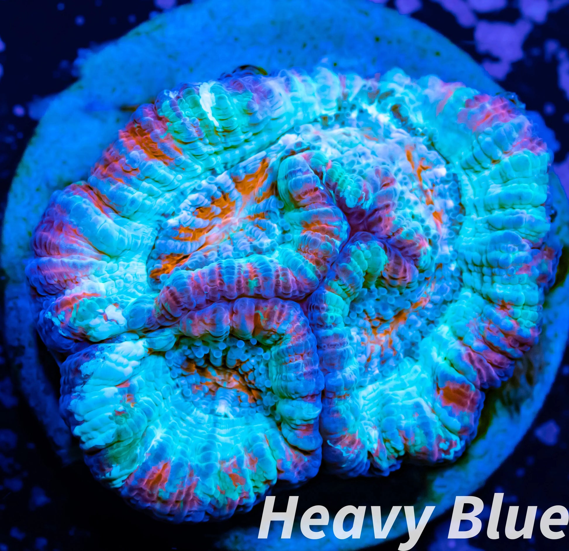 Chalice Coral- LPS Frag-  Chalice WYSIWYG Chalice Coral- LPS Frag-  Chalice WYSIWYG LPS Chalice Coral- LPS Frag-  Chalice WYSIWYG Zeo Box Reef