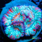 Chalice Coral- LPS Frag-  Chalice WYSIWYG Chalice Coral- LPS Frag-  Chalice WYSIWYG LPS Chalice Coral- LPS Frag-  Chalice WYSIWYG Zeo Box Reef