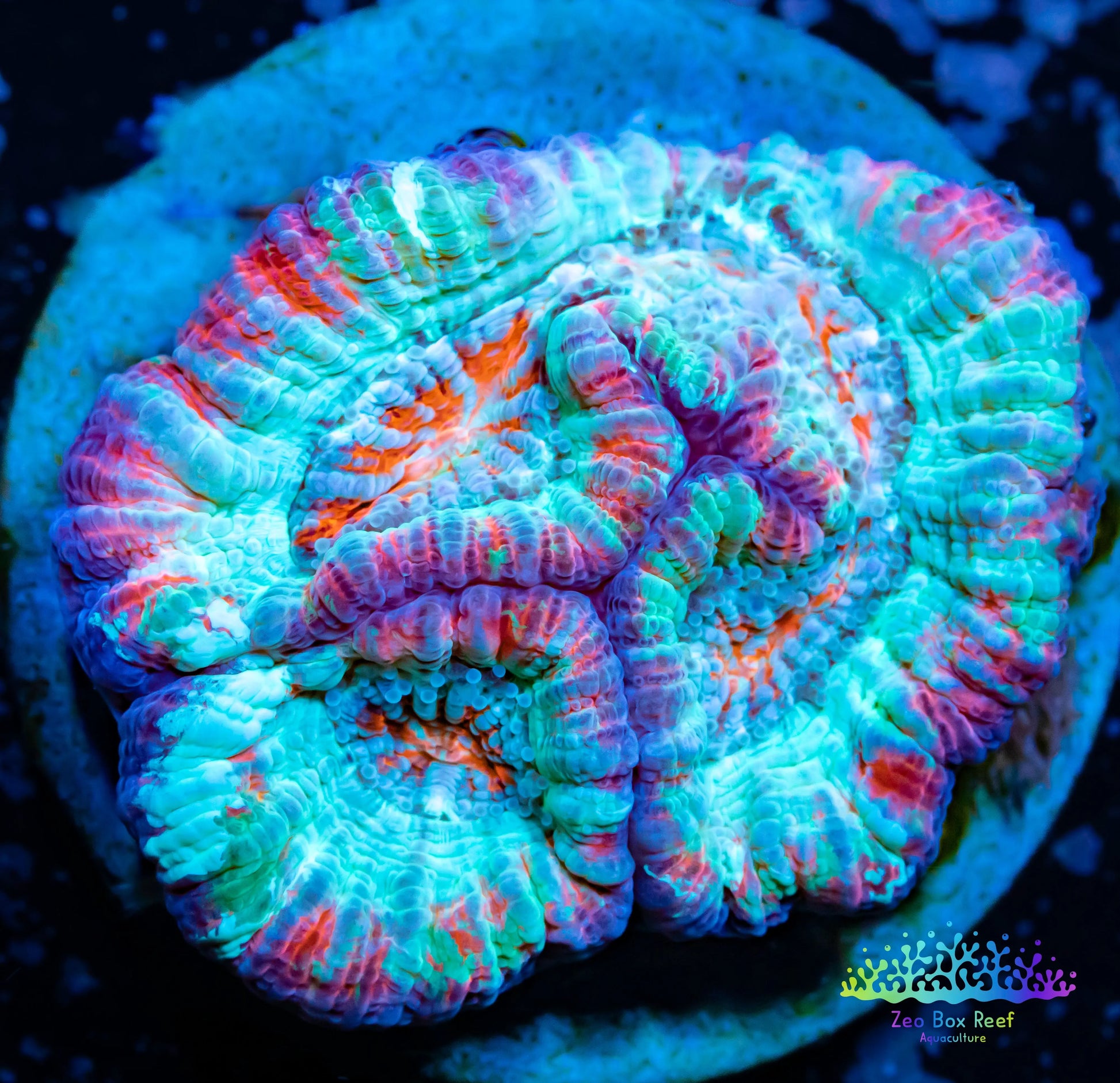 Chalice Coral- LPS Frag-  Chalice WYSIWYG Chalice Coral- LPS Frag-  Chalice WYSIWYG LPS Chalice Coral- LPS Frag-  Chalice WYSIWYG Zeo Box Reef
