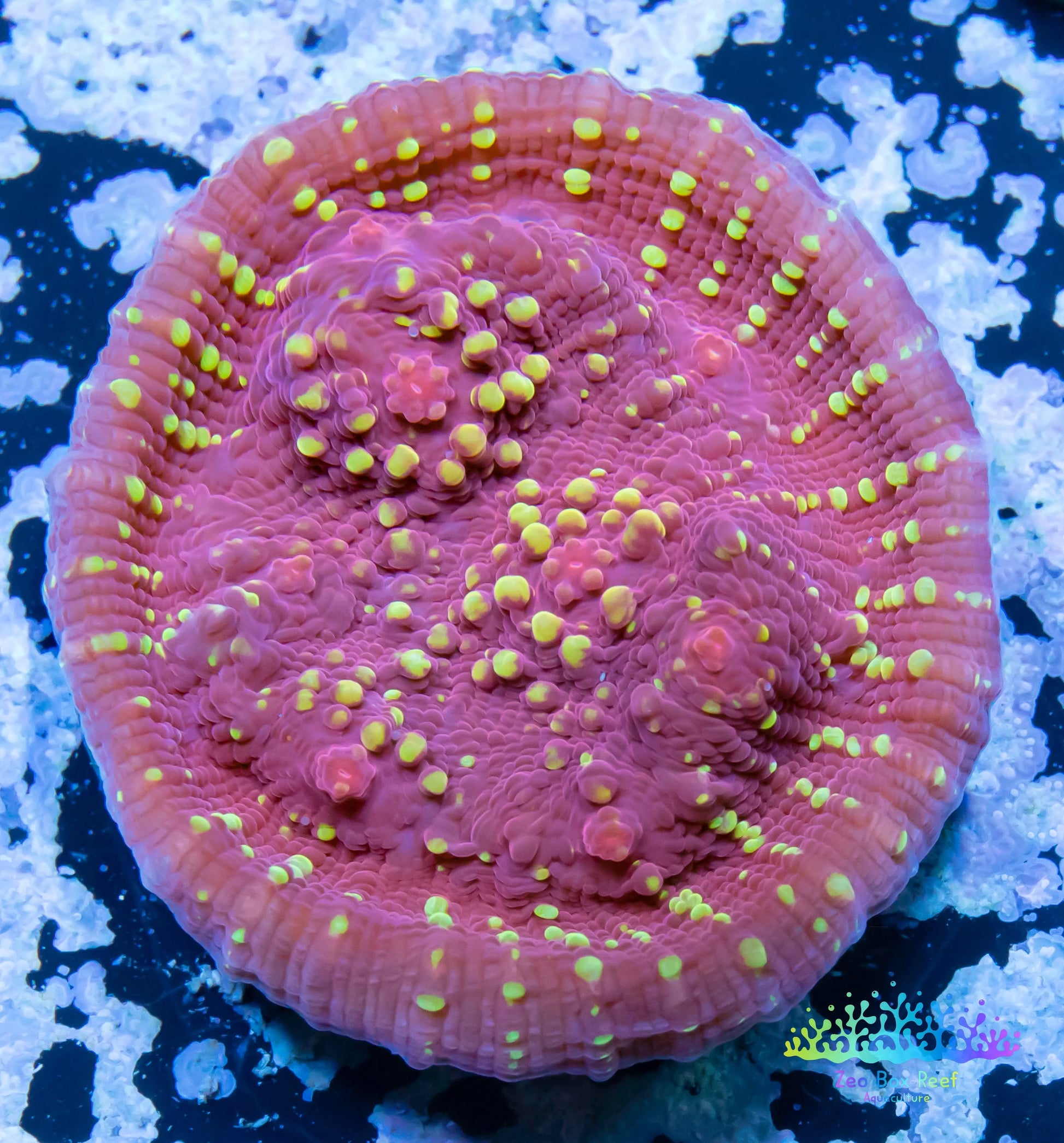 Chalice Coral- LPS Frag-  Chalice WYSIWYG Chalice Coral- LPS Frag-  Chalice WYSIWYG LPS Chalice Coral- LPS Frag-  Chalice WYSIWYG Zeo Box Reef