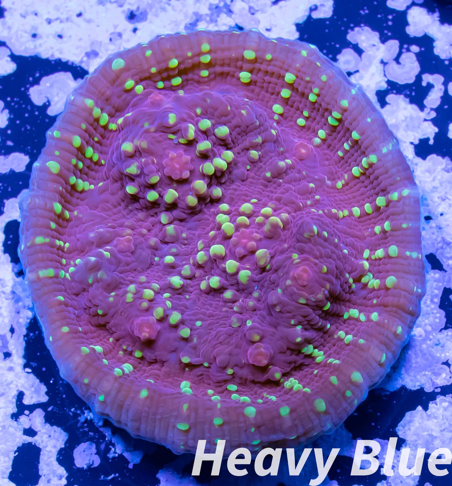 Chalice Coral- LPS Frag-  Chalice WYSIWYG Chalice Coral- LPS Frag-  Chalice WYSIWYG LPS Chalice Coral- LPS Frag-  Chalice WYSIWYG Zeo Box Reef