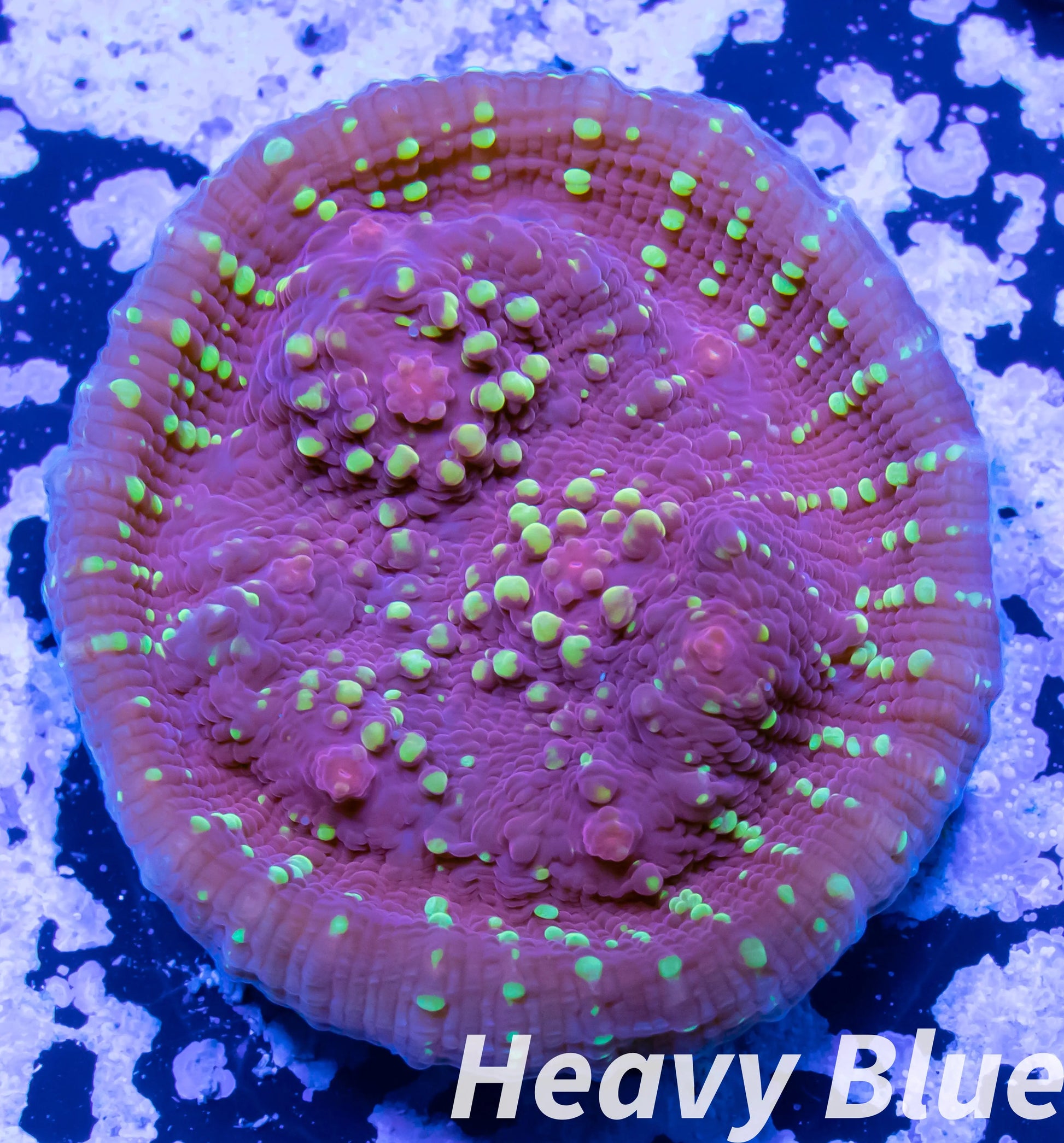 Chalice Coral- LPS Frag-  Chalice WYSIWYG Chalice Coral- LPS Frag-  Chalice WYSIWYG LPS Chalice Coral- LPS Frag-  Chalice WYSIWYG Zeo Box Reef