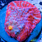 Chalice Coral- LPS Frag-  Chalice WYSIWYG Chalice Coral- LPS Frag-  Chalice WYSIWYG LPS Chalice Coral- LPS Frag-  Chalice WYSIWYG Zeo Box Reef
