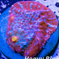 Chalice Coral- LPS Frag-  Chalice WYSIWYG Chalice Coral- LPS Frag-  Chalice WYSIWYG LPS Chalice Coral- LPS Frag-  Chalice WYSIWYG Zeo Box Reef