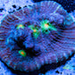 Chalice Coral- LPS Frag-  Chalice WYSIWYG Chalice Coral- LPS Frag-  Chalice WYSIWYG LPS Chalice Coral- LPS Frag-  Chalice WYSIWYG Zeo Box Reef