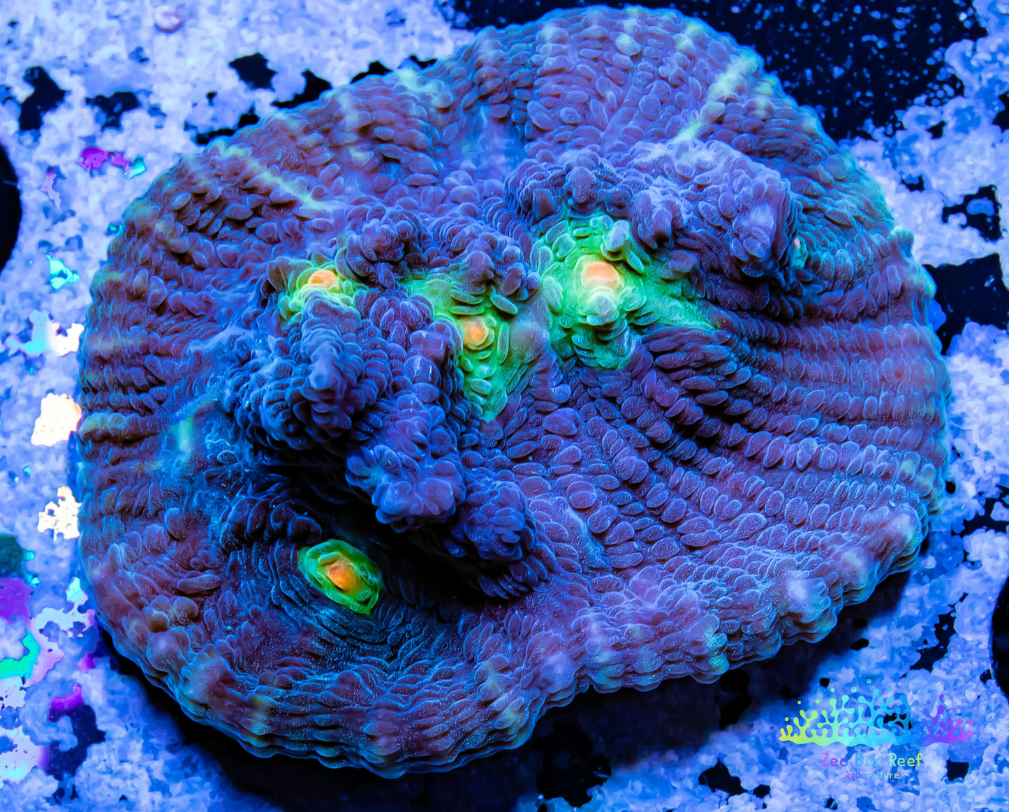 Chalice Coral- LPS Frag-  Chalice WYSIWYG Chalice Coral- LPS Frag-  Chalice WYSIWYG LPS Chalice Coral- LPS Frag-  Chalice WYSIWYG Zeo Box Reef