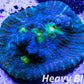 Chalice Coral- LPS Frag-  Chalice WYSIWYG Chalice Coral- LPS Frag-  Chalice WYSIWYG LPS Chalice Coral- LPS Frag-  Chalice WYSIWYG Zeo Box Reef