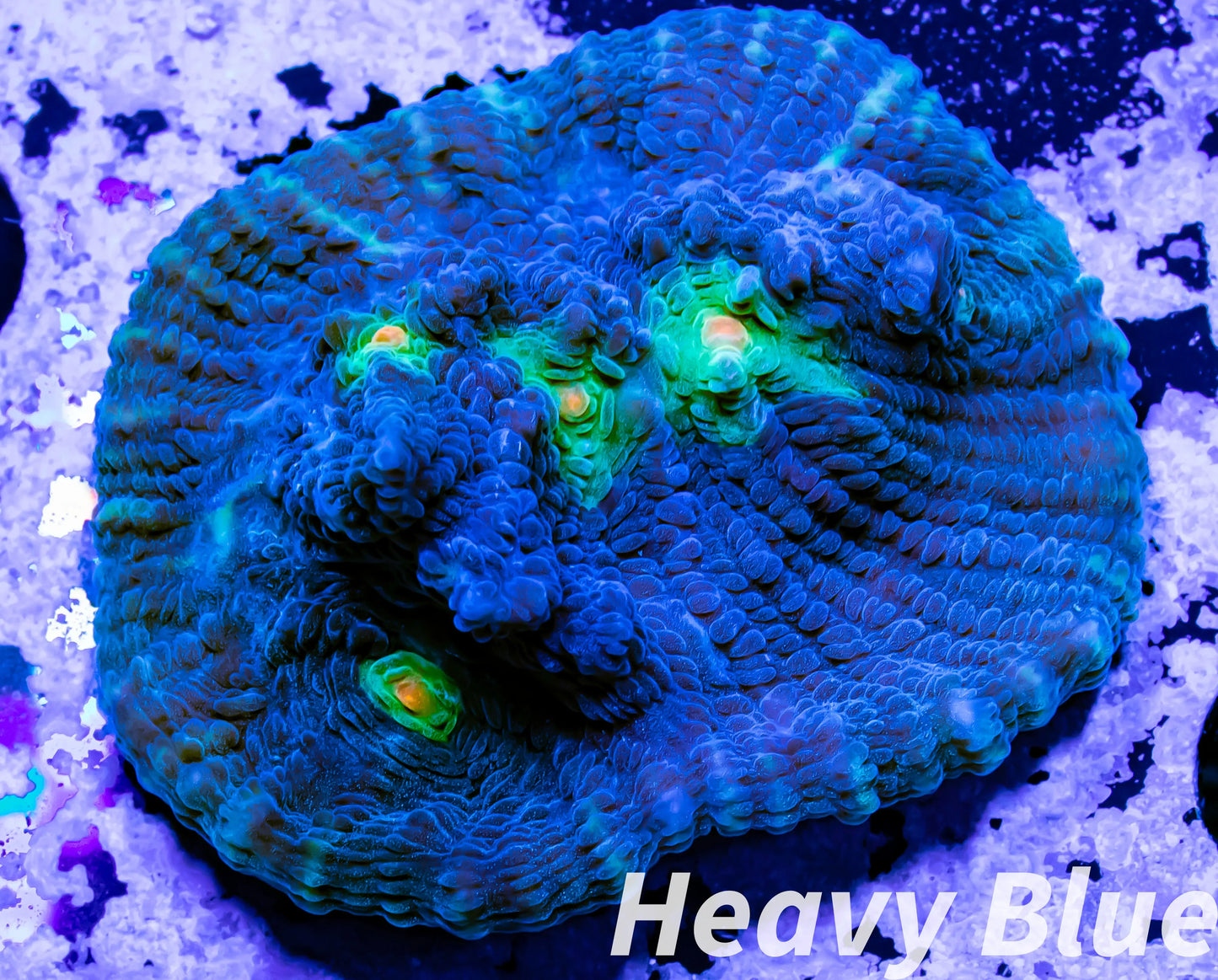 Chalice Coral- LPS Frag-  Chalice WYSIWYG Chalice Coral- LPS Frag-  Chalice WYSIWYG LPS Chalice Coral- LPS Frag-  Chalice WYSIWYG Zeo Box Reef