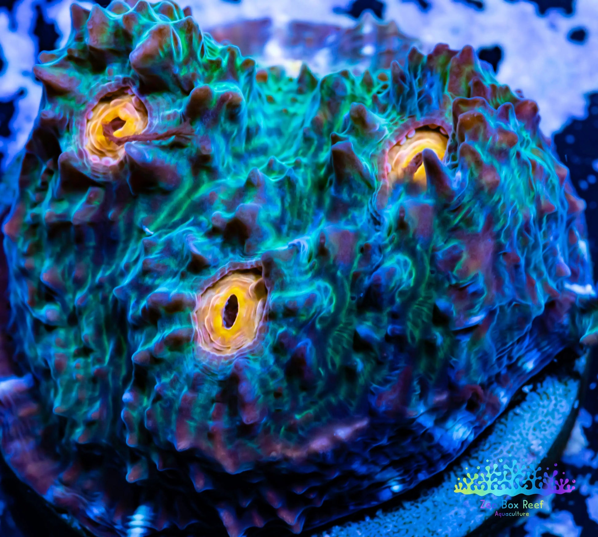 Chalice Coral- LPS Frag-  Chalice WYSIWYG Chalice Coral- LPS Frag-  Chalice WYSIWYG LPS Chalice Coral- LPS Frag-  Chalice WYSIWYG Zeo Box Reef