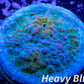 Chalice Coral- LPS Frag-  Chalice WYSIWYG Chalice Coral- LPS Frag-  Chalice WYSIWYG LPS Chalice Coral- LPS Frag-  Chalice WYSIWYG Zeo Box Reef
