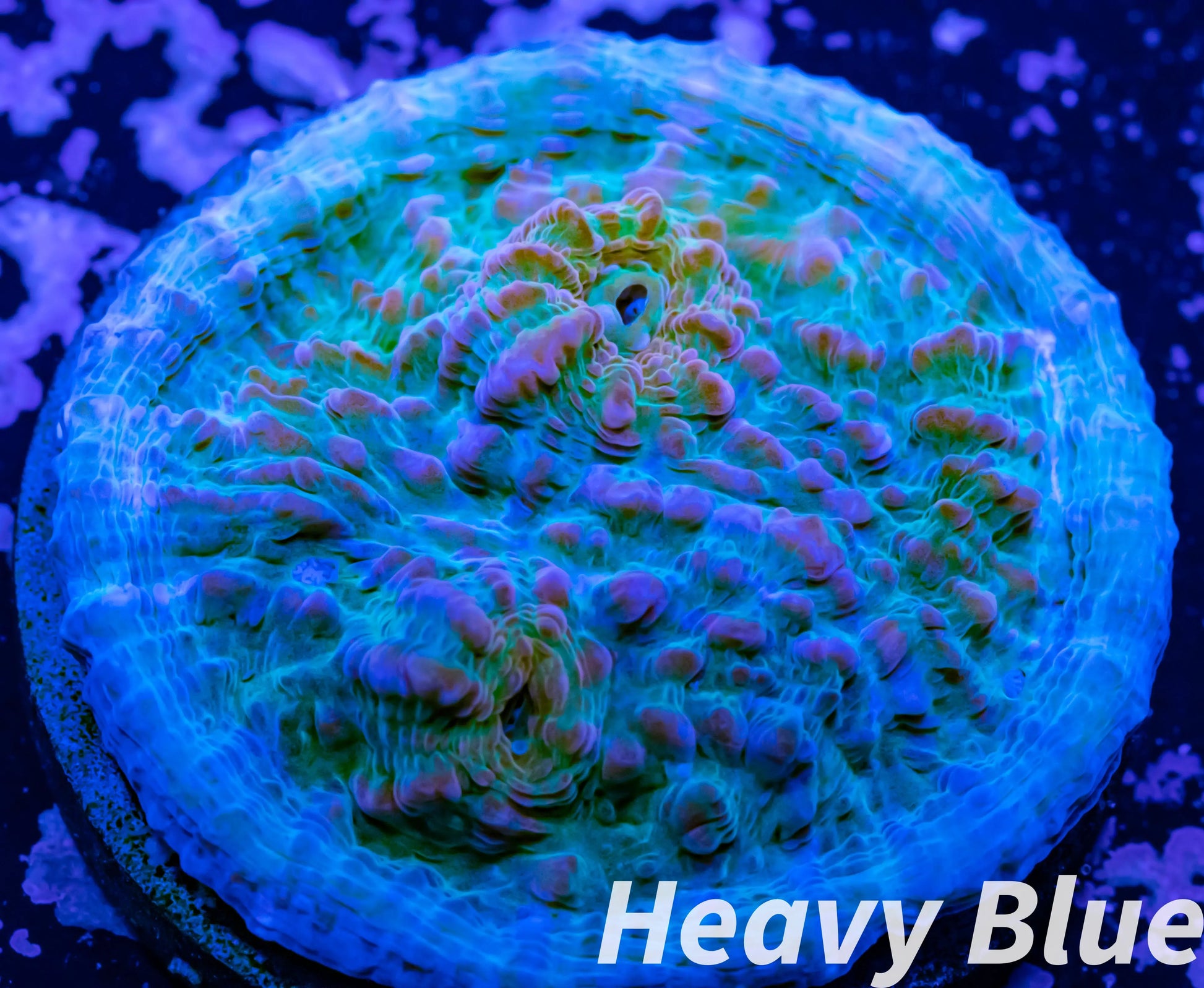 Chalice Coral- LPS Frag-  Chalice WYSIWYG Chalice Coral- LPS Frag-  Chalice WYSIWYG LPS Chalice Coral- LPS Frag-  Chalice WYSIWYG Zeo Box Reef