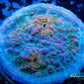 Chalice Coral- LPS Frag-  Chalice WYSIWYG Chalice Coral- LPS Frag-  Chalice WYSIWYG LPS Chalice Coral- LPS Frag-  Chalice WYSIWYG Zeo Box Reef