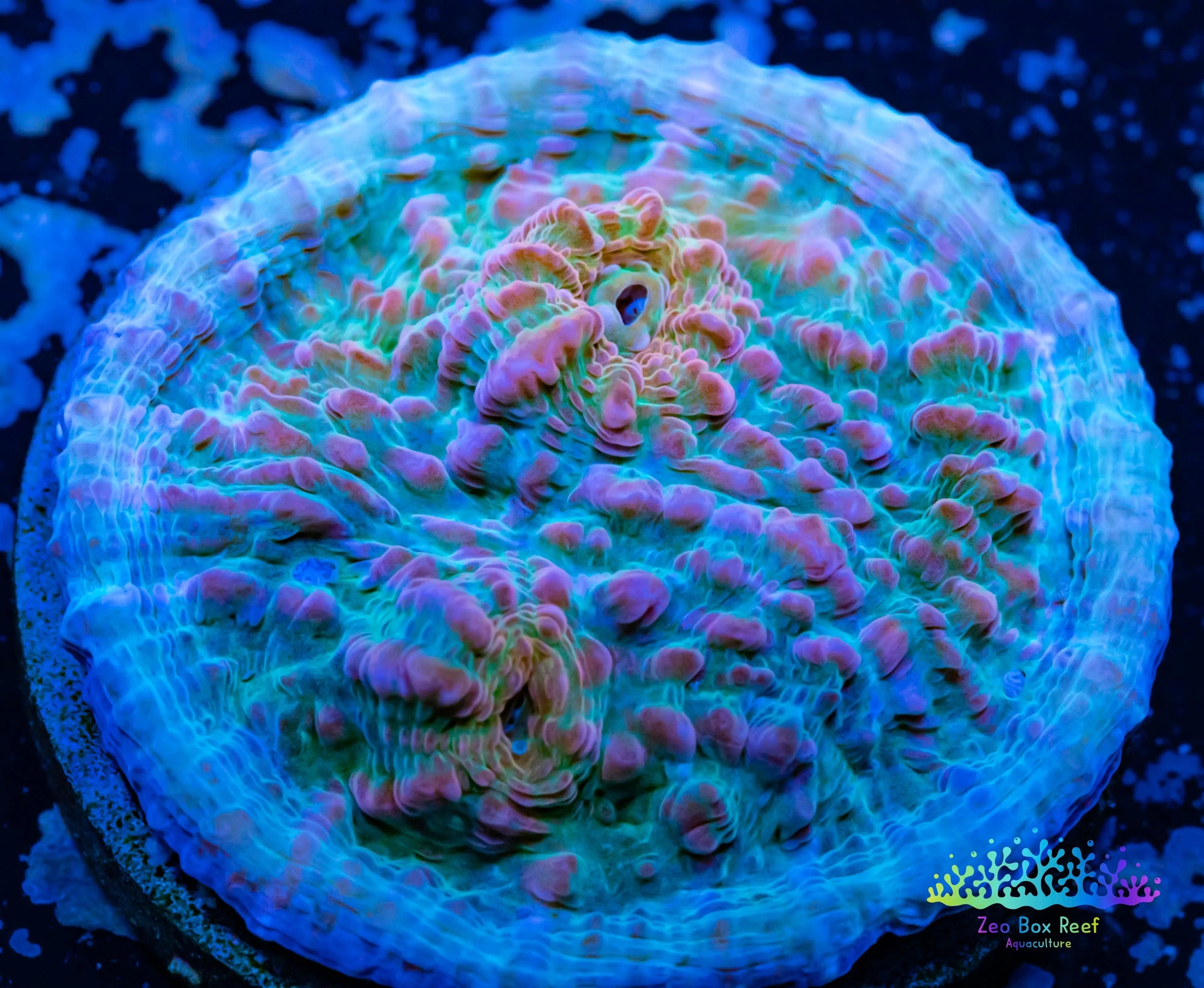 Chalice Coral- LPS Frag-  Chalice WYSIWYG Chalice Coral- LPS Frag-  Chalice WYSIWYG LPS Chalice Coral- LPS Frag-  Chalice WYSIWYG Zeo Box Reef