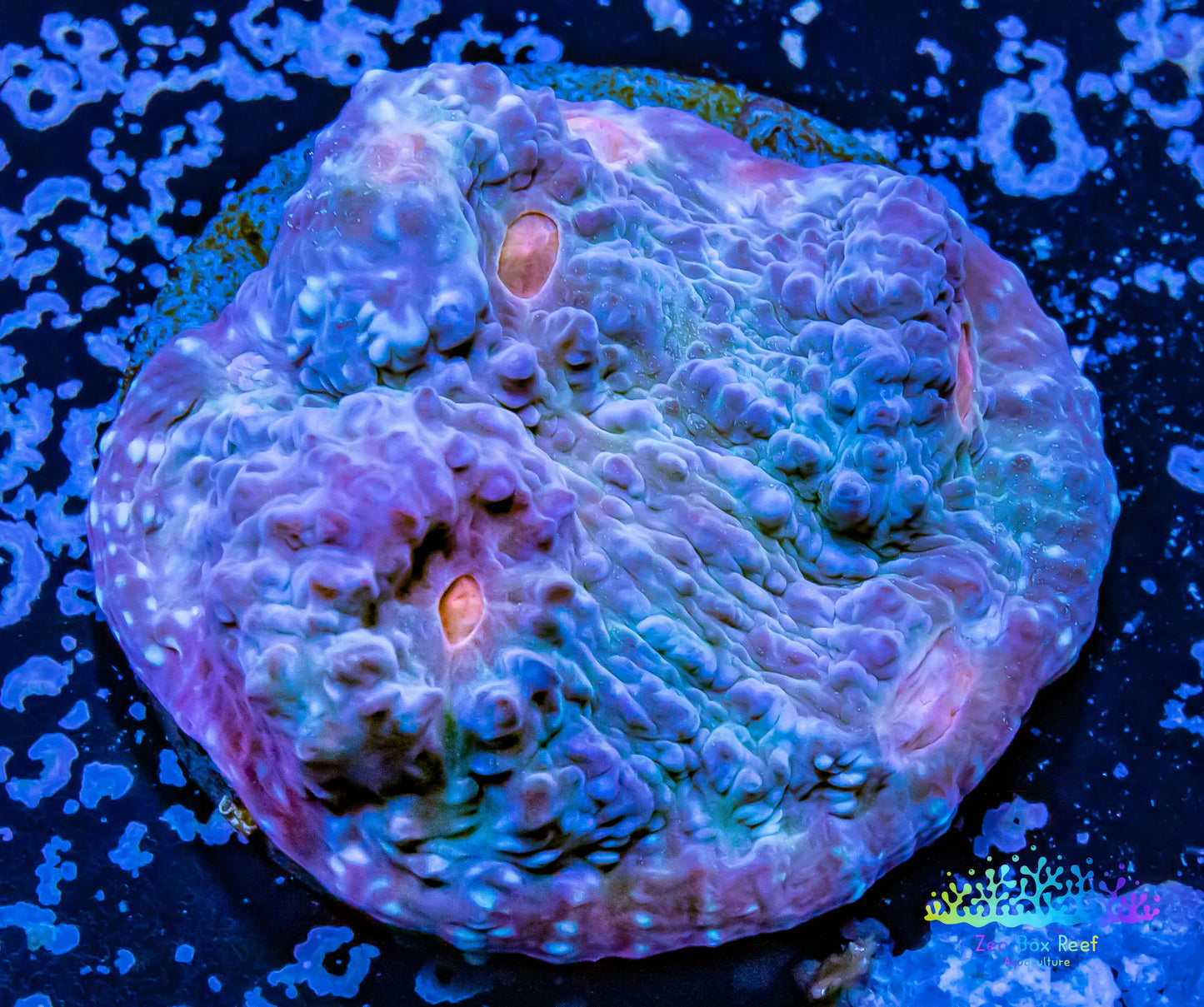 Chalice Coral- LPS Frag-  Chalice WYSIWYG Chalice Coral- LPS Frag-  Chalice WYSIWYG LPS Chalice Coral- LPS Frag-  Chalice WYSIWYG Zeo Box Reef