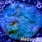 Chalice Coral- LPS Frag-  Chalice WYSIWYG Chalice Coral- LPS Frag-  Chalice WYSIWYG LPS Chalice Coral- LPS Frag-  Chalice WYSIWYG Zeo Box Reef