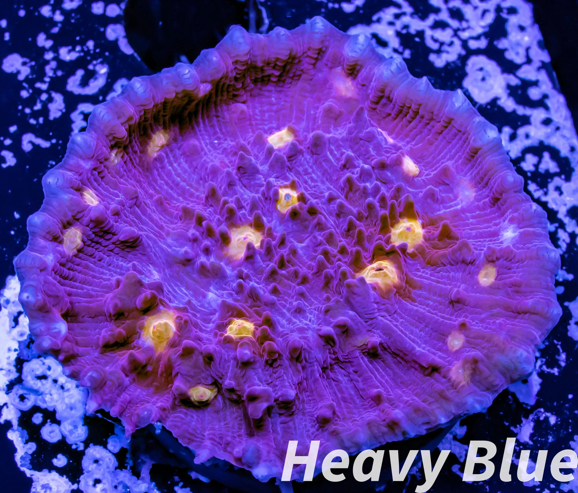 Chalice Coral- LPS Frag-  Chalice WYSIWYG Chalice Coral- LPS Frag-  Chalice WYSIWYG LPS Chalice Coral- LPS Frag-  Chalice WYSIWYG Zeo Box Reef