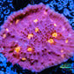 Chalice Coral- LPS Frag-  Chalice WYSIWYG Chalice Coral- LPS Frag-  Chalice WYSIWYG LPS Chalice Coral- LPS Frag-  Chalice WYSIWYG Zeo Box Reef