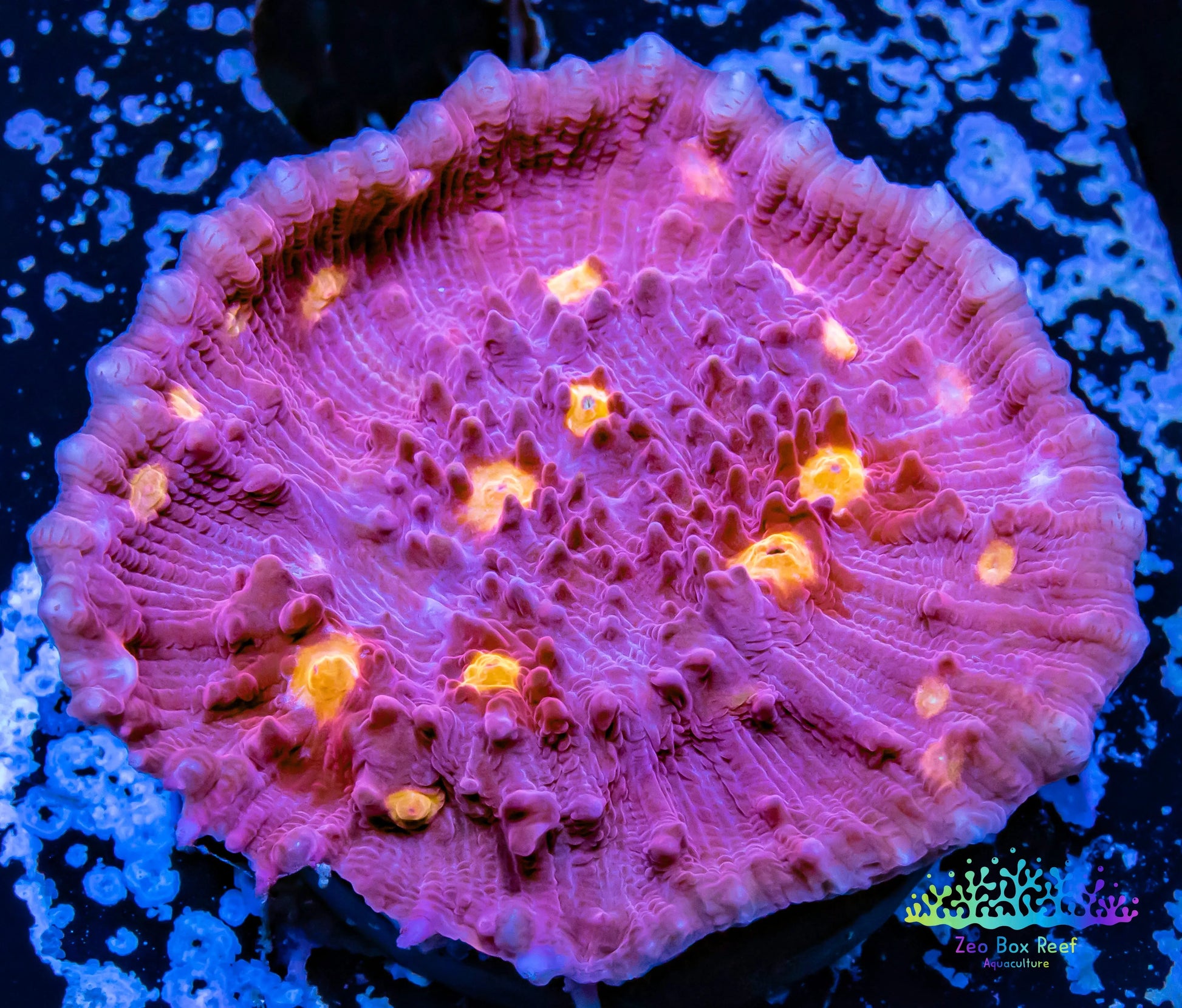 Chalice Coral- LPS Frag-  Chalice WYSIWYG Chalice Coral- LPS Frag-  Chalice WYSIWYG LPS Chalice Coral- LPS Frag-  Chalice WYSIWYG Zeo Box Reef