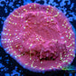 Chalice Coral- LPS Frag-  Chalice WYSIWYG Chalice Coral- LPS Frag-  Chalice WYSIWYG LPS Chalice Coral- LPS Frag-  Chalice WYSIWYG Zeo Box Reef