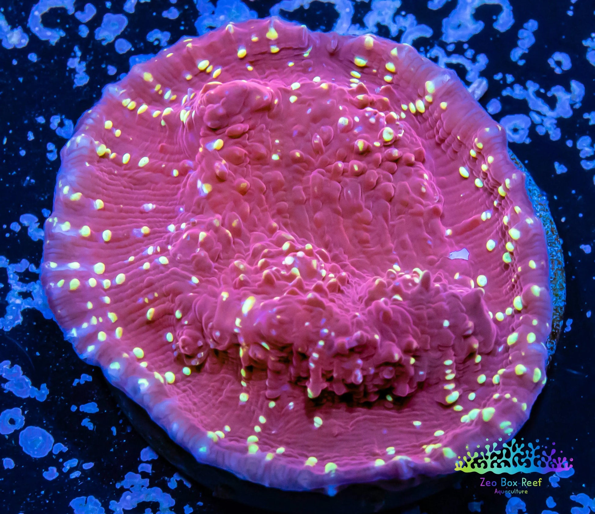Chalice Coral- LPS Frag-  Chalice WYSIWYG Chalice Coral- LPS Frag-  Chalice WYSIWYG LPS Chalice Coral- LPS Frag-  Chalice WYSIWYG Zeo Box Reef