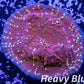 Chalice Coral- LPS Frag-  Chalice WYSIWYG Chalice Coral- LPS Frag-  Chalice WYSIWYG LPS Chalice Coral- LPS Frag-  Chalice WYSIWYG Zeo Box Reef