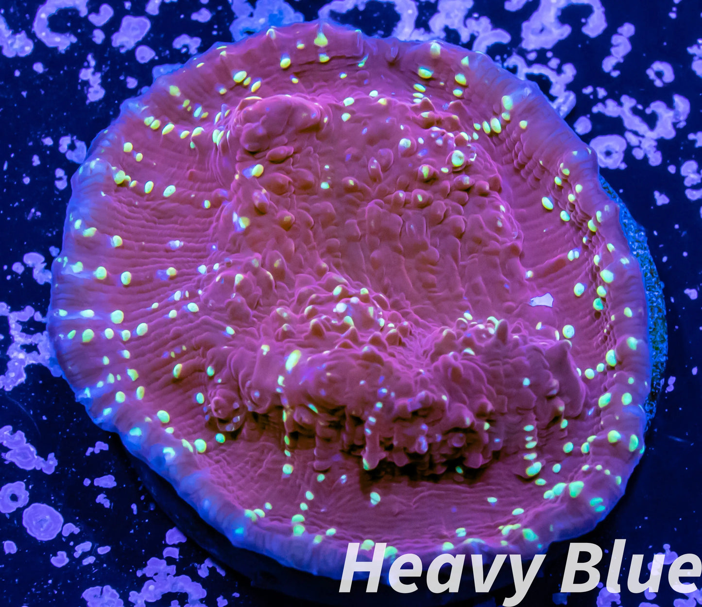 Chalice Coral- LPS Frag-  Chalice WYSIWYG Chalice Coral- LPS Frag-  Chalice WYSIWYG LPS Chalice Coral- LPS Frag-  Chalice WYSIWYG Zeo Box Reef