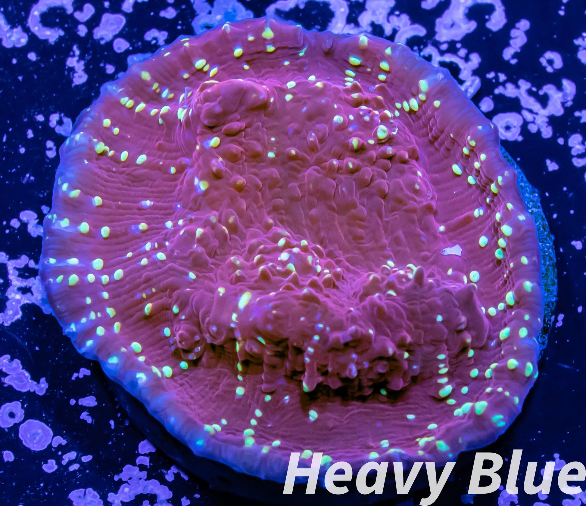 Chalice Coral- LPS Frag-  Chalice WYSIWYG Chalice Coral- LPS Frag-  Chalice WYSIWYG LPS Chalice Coral- LPS Frag-  Chalice WYSIWYG Zeo Box Reef