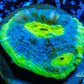 Chalice Coral- LPS Frag-  Chalice WYSIWYG Chalice Coral- LPS Frag-  Chalice WYSIWYG LPS Chalice Coral- LPS Frag-  Chalice WYSIWYG Zeo Box Reef