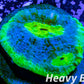 Chalice Coral- LPS Frag-  Chalice WYSIWYG Chalice Coral- LPS Frag-  Chalice WYSIWYG LPS Chalice Coral- LPS Frag-  Chalice WYSIWYG Zeo Box Reef