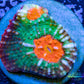 Chalice Coral- LPS Frag-  Chalice WYSIWYG Chalice Coral- LPS Frag-  Chalice WYSIWYG LPS Chalice Coral- LPS Frag-  Chalice WYSIWYG Zeo Box Reef