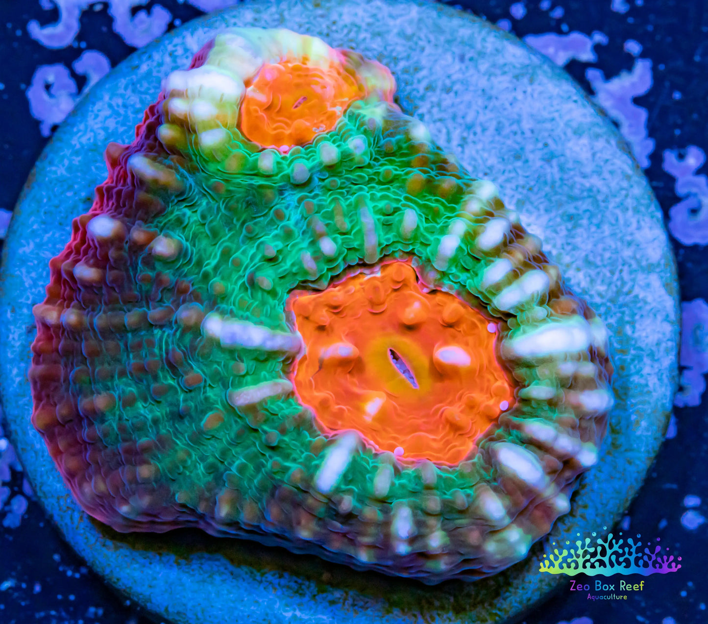 Chalice Coral- LPS Frag-  Chalice WYSIWYG Chalice Coral- LPS Frag-  Chalice WYSIWYG LPS Chalice Coral- LPS Frag-  Chalice WYSIWYG Zeo Box Reef