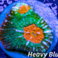 Chalice Coral- LPS Frag-  Chalice WYSIWYG Chalice Coral- LPS Frag-  Chalice WYSIWYG LPS Chalice Coral- LPS Frag-  Chalice WYSIWYG Zeo Box Reef