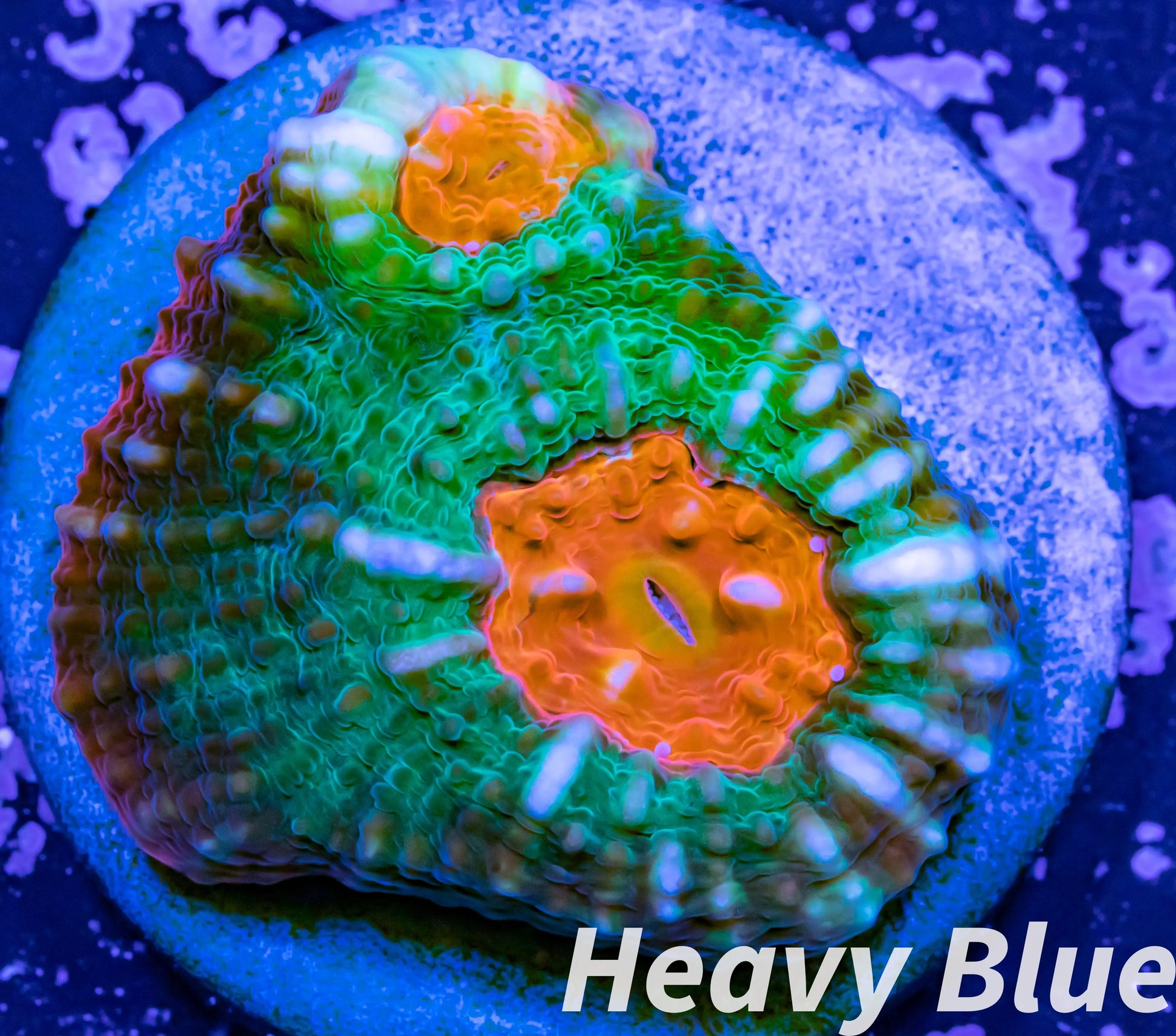 Chalice Coral- LPS Frag-  Chalice WYSIWYG Chalice Coral- LPS Frag-  Chalice WYSIWYG LPS Chalice Coral- LPS Frag-  Chalice WYSIWYG Zeo Box Reef