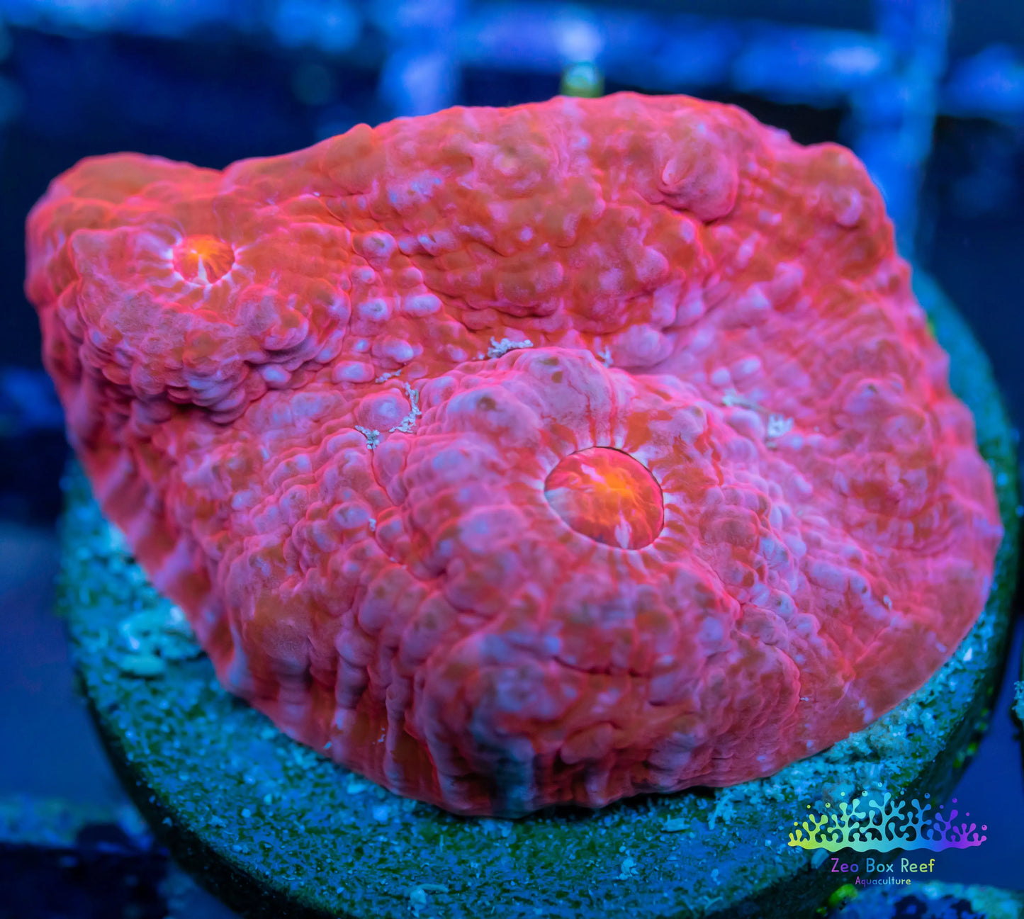 Chalice Coral- LPS Frag-  Pink Boobi Chalice Chalice Coral- LPS Frag-  Pink Boobi Chalice LPS Chalice Coral- LPS Frag-  Pink Boobi Chalice Zeo Box Reef