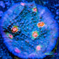 Chalice Coral- LPS Frag- Acid Rain Chalice WYSIWYG Chalice Coral- LPS Frag- Acid Rain Chalice WYSIWYG LPS Chalice Coral- LPS Frag- Acid Rain Chalice WYSIWYG Zeo Box Reef