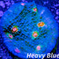 Chalice Coral- LPS Frag- Acid Rain Chalice WYSIWYG Chalice Coral- LPS Frag- Acid Rain Chalice WYSIWYG LPS Chalice Coral- LPS Frag- Acid Rain Chalice WYSIWYG Zeo Box Reef