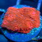 Chalice Coral- LPS Frag- Chalice WYSIWYG Chalice Coral- LPS Frag- Chalice WYSIWYG LPS Chalice Coral- LPS Frag- Chalice WYSIWYG Zeo Box Reef