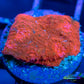 Chalice Coral- LPS Frag- Chalice WYSIWYG Chalice Coral- LPS Frag- Chalice WYSIWYG LPS Chalice Coral- LPS Frag- Chalice WYSIWYG Zeo Box Reef