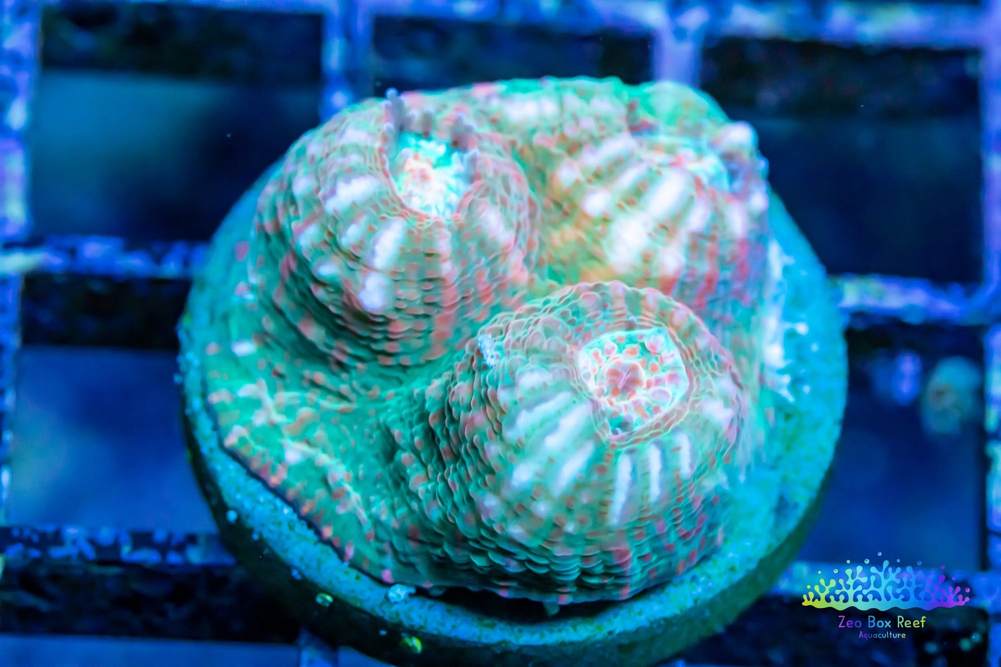 Chalice Coral- LPS Frag- Chalice Chalice Coral- LPS Frag- Chalice LPS Chalice Coral- LPS Frag- Chalice Zeo Box Reef