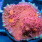 Chalice Coral- LPS Frag- Chalice Chalice Coral- LPS Frag- Chalice LPS Chalice Coral- LPS Frag- Chalice Zeo Box Reef