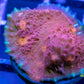 Chalice Coral- LPS Frag- Chalice Chalice Coral- LPS Frag- Chalice LPS Chalice Coral- LPS Frag- Chalice Zeo Box Reef