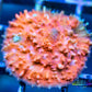 Chalice Coral- LPS Frag- Chalice Chalice Coral- LPS Frag- Chalice LPS Chalice Coral- LPS Frag- Chalice Zeo Box Reef