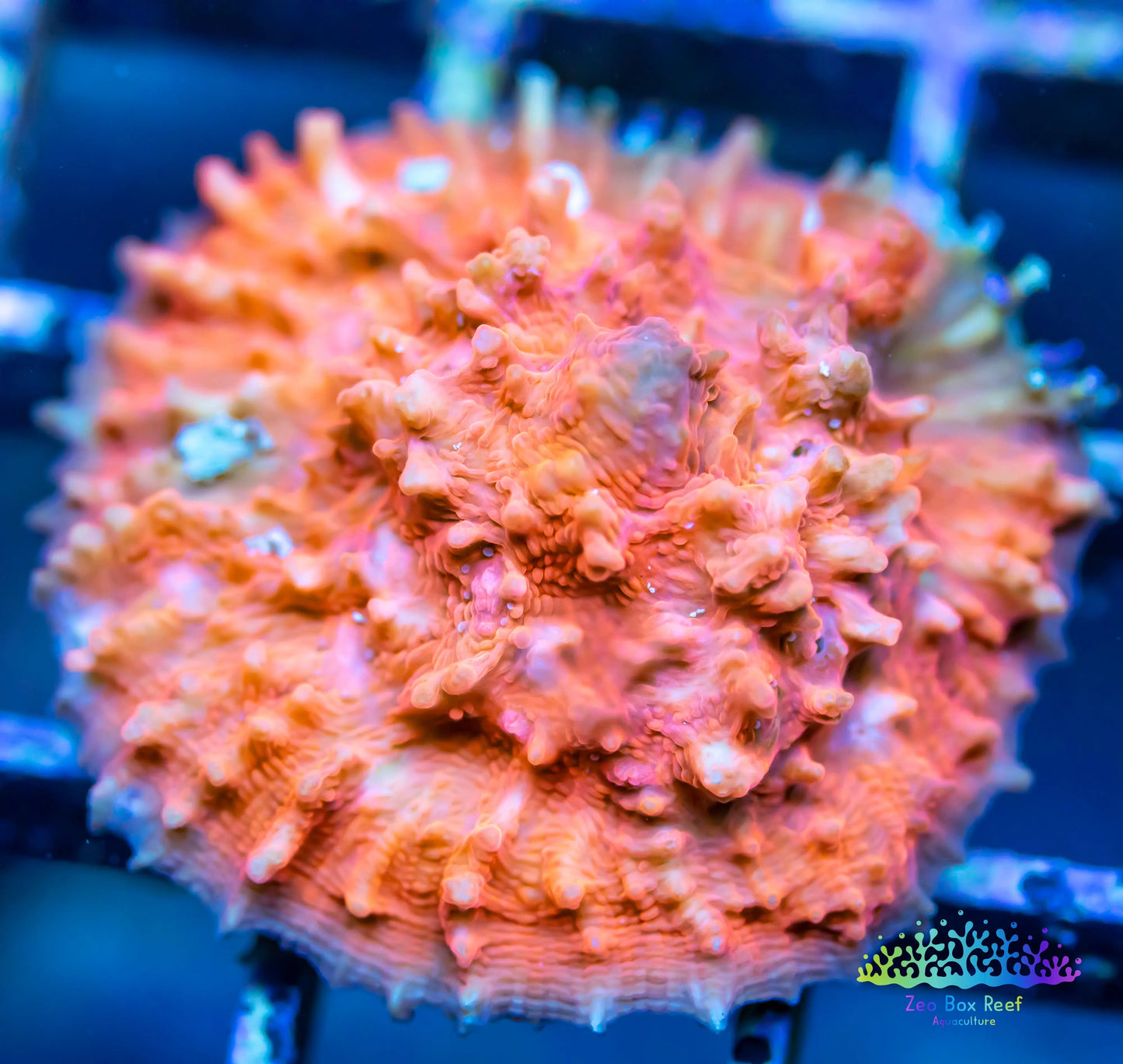 Chalice Coral- LPS Frag- Chalice Chalice Coral- LPS Frag- Chalice LPS Chalice Coral- LPS Frag- Chalice Zeo Box Reef